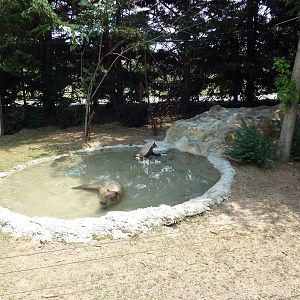 Corcovado Jungle - Capybara Exhibit