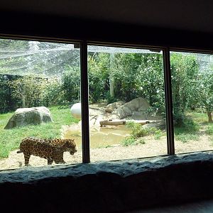 Corcovado Jungle - Jaguar Exhibit