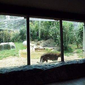 Corcovado Jungle - Jaguar Exhibit
