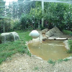 Corcovado Jungle - Jaguar Exhibit