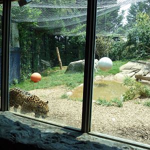 Corcovado Jungle - Jaguar Exhibit