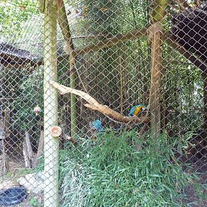 Corcovado Jungle - Blue + Gold Macaw Exhibit