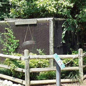 Corcovado Jungle - Coati Exhibit