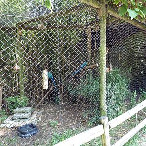 Corcovado Jungle - Hyacinth Macaw Exhibit