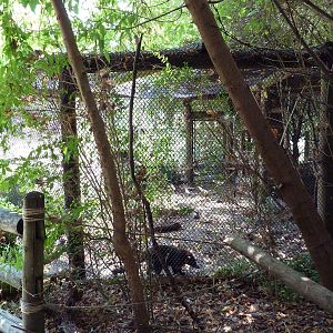 Corcovado Jungle - Coati Exhibit