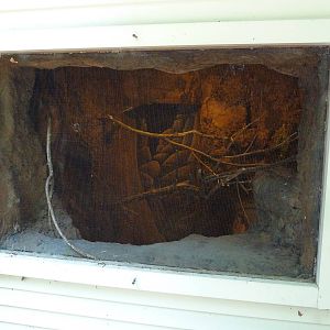 Corcovado Jungle - Cotton-Top Tamarin Exhibit