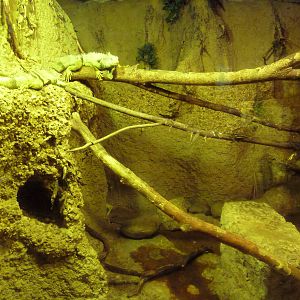 Misunderstood Marvels - Green Iguana Exhibit