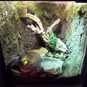 Misunderstood Marvels - White-Lipped Python Exhibit