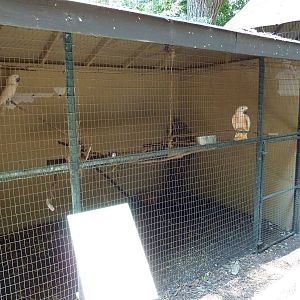Moluccan Cockatoo Exhibit