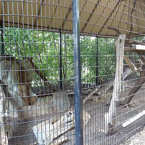 Raccoon Exhibit