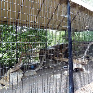 Raccoon Exhibit