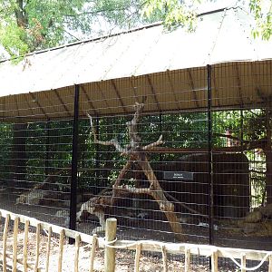 Bobcat Exhibit