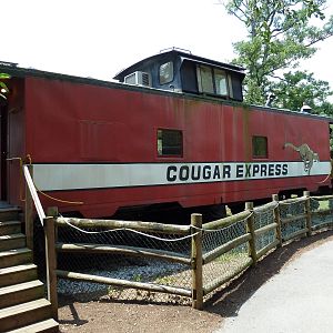 Cougar Exhibit - Viewing Platform