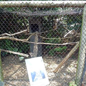 Great Horned Owl Exhibit