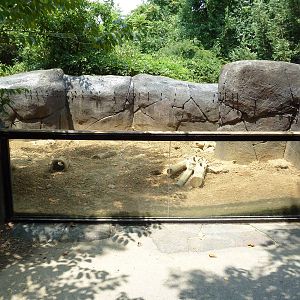 Prairie Dog Exhibit