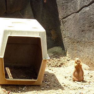 Prairie Dog