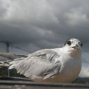 Common Tern
