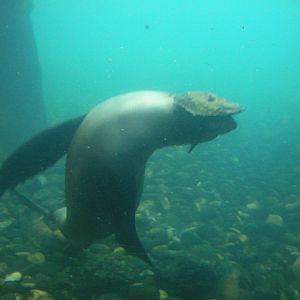 Tunanta (South American Fur Seal) Playing