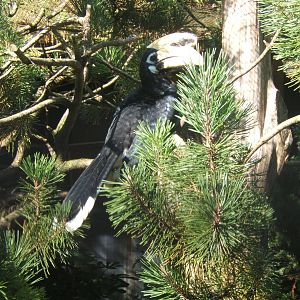 Malabar Pied Hornbill (Anthracoceros coronatus)