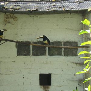 Black-necked Aracari