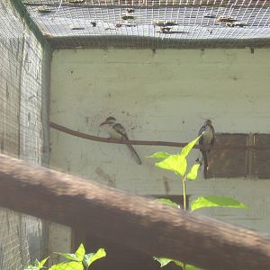 Western Red-billed Hornbill