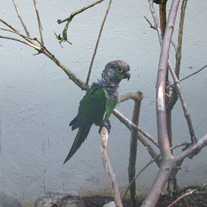 Black-capped Conure (Pyrrhura rupicola rupicola)