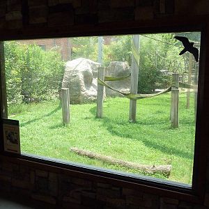 Himalayan Passage - Hanuman Langur Exhibit