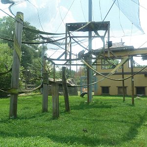 Himalayan Passage - Hanuman Langur Exhibit