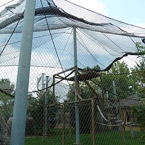 Himalayan Passage - Hanuman Langur Exhibit