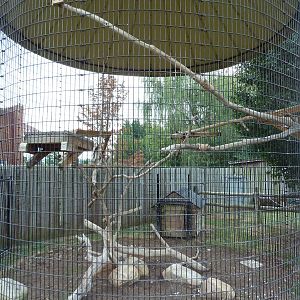 Red-Tailed Hawk Exhibit