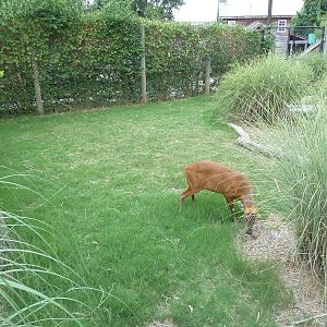Himalayan Passage - Indian Muntjac Exhibit