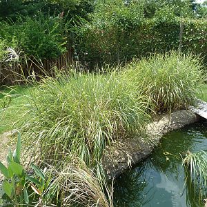 Himalayan Passage - Indian Muntjac Exhibit