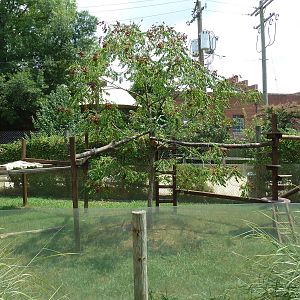 Himalayan Passage - Red Panda Exhibit