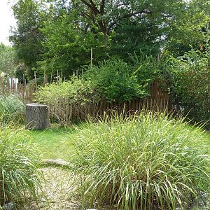 Himalayan Passage - Indian Muntjac Exhibit