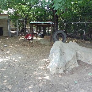 Coyote Exhibit