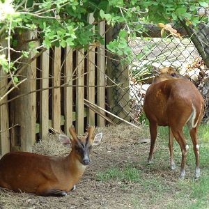 Himalayan Passage - Indian Muntjacs