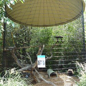 Serval Exhibit
