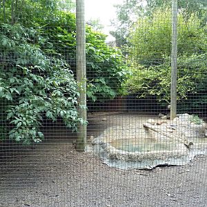 Gombe Forest - African Crowned Crane/Spur-Thighed Tortoise Exhibit