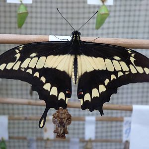 Recentley-Hatched Swallowtail