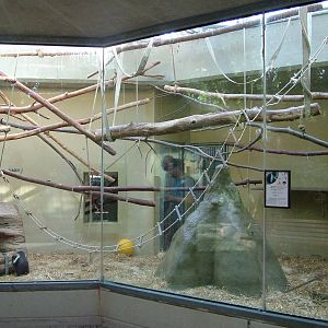 Roloway Guenon Indoor Exhibit at Heidelberg, 05/09/10