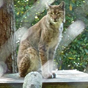 Grishkin the European Lynx