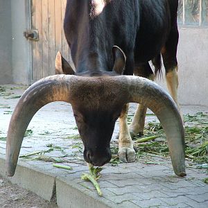 Male Gayal at Heidelberg, 05/09/10