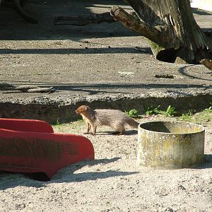 Indian Grey Mongoose at Heidelberg, 05/09/10