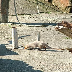 Indian Grey Mongoose at Heidelberg, 05/09/10