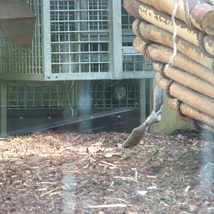 White-tailed Mongoose at Heidelberg, 05/09/10
