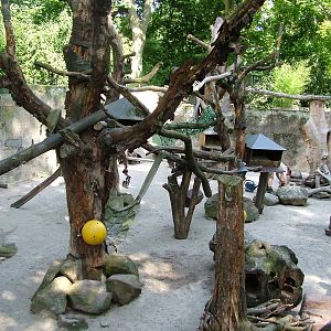 Raccoon and Porcupine Exhibit at Heidelberg, 05/09/10