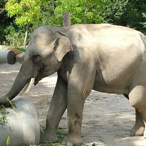 Asian Elephant at Heidelberg, 05/09/10