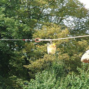 Elephant Enrichment at Heidelberg, 05/09/10