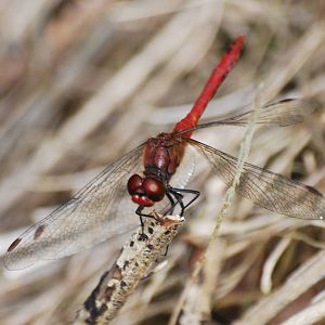 Ruddy darter dragonfly