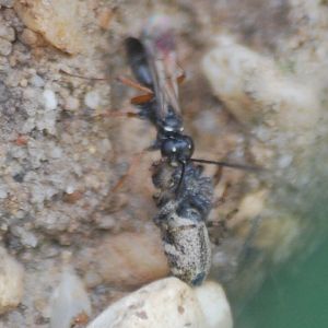 Spider-hunting wasp and victim